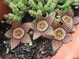 Orbea Cooperi Flower Seeds – Heirloom Non-GMO Seeds for Succulent and Exotic Garden Planting - Cooperi for planting in home garden